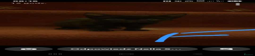 Mixed Breed Kitten 3