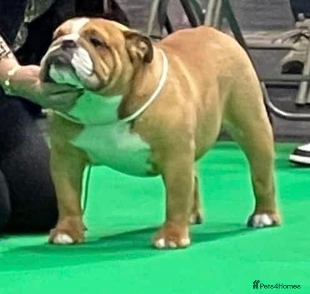 English Bulldog dogs for sale: Kc standards  quality bulldogs  - Advert 6