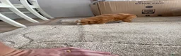 Cockapoo dogs for sale: 4 Cockerpoo Puppy’s  in Bicester - Advert 8