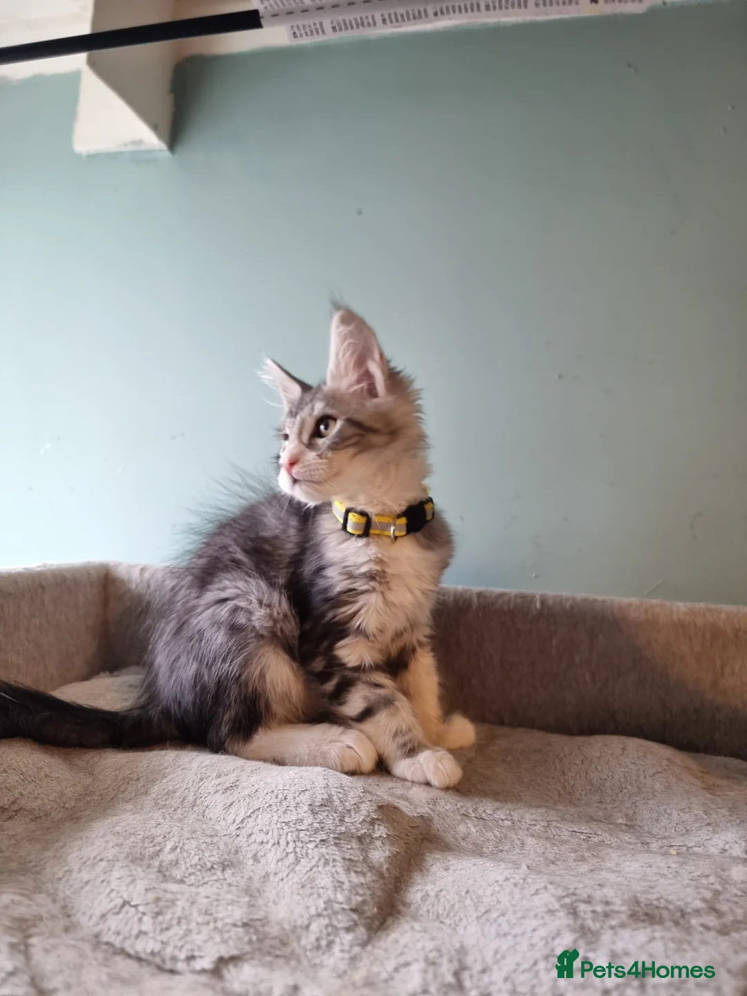 Maine Coon cats for sale: Tica!! Amazing kittens - Advert 22