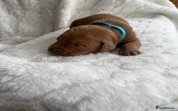 Labrador Retriever dogs for sale: KC Registered Fox Red Labrador puppies - Image 12