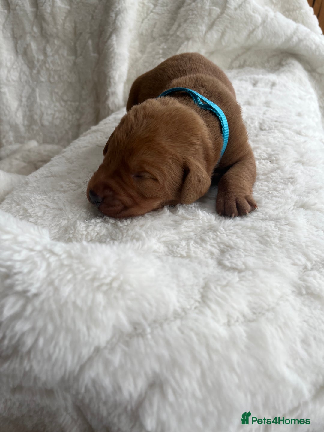 Labrador Retriever dogs for sale: KC Registered Fox Red Labrador puppies - Image 12