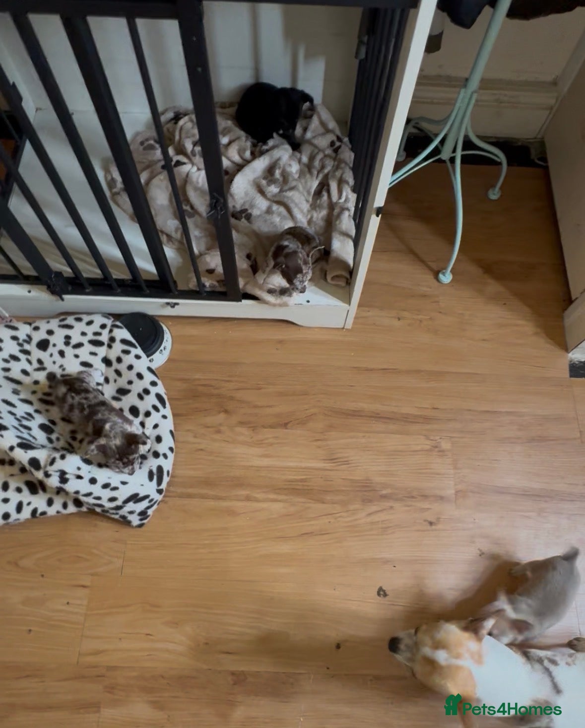 Chihuahua dogs 5* purebred apple head chihuahuas - Advert 1