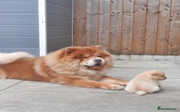 Chow Chow dogs for sale: Chow chow puppies for sale - Image 8
