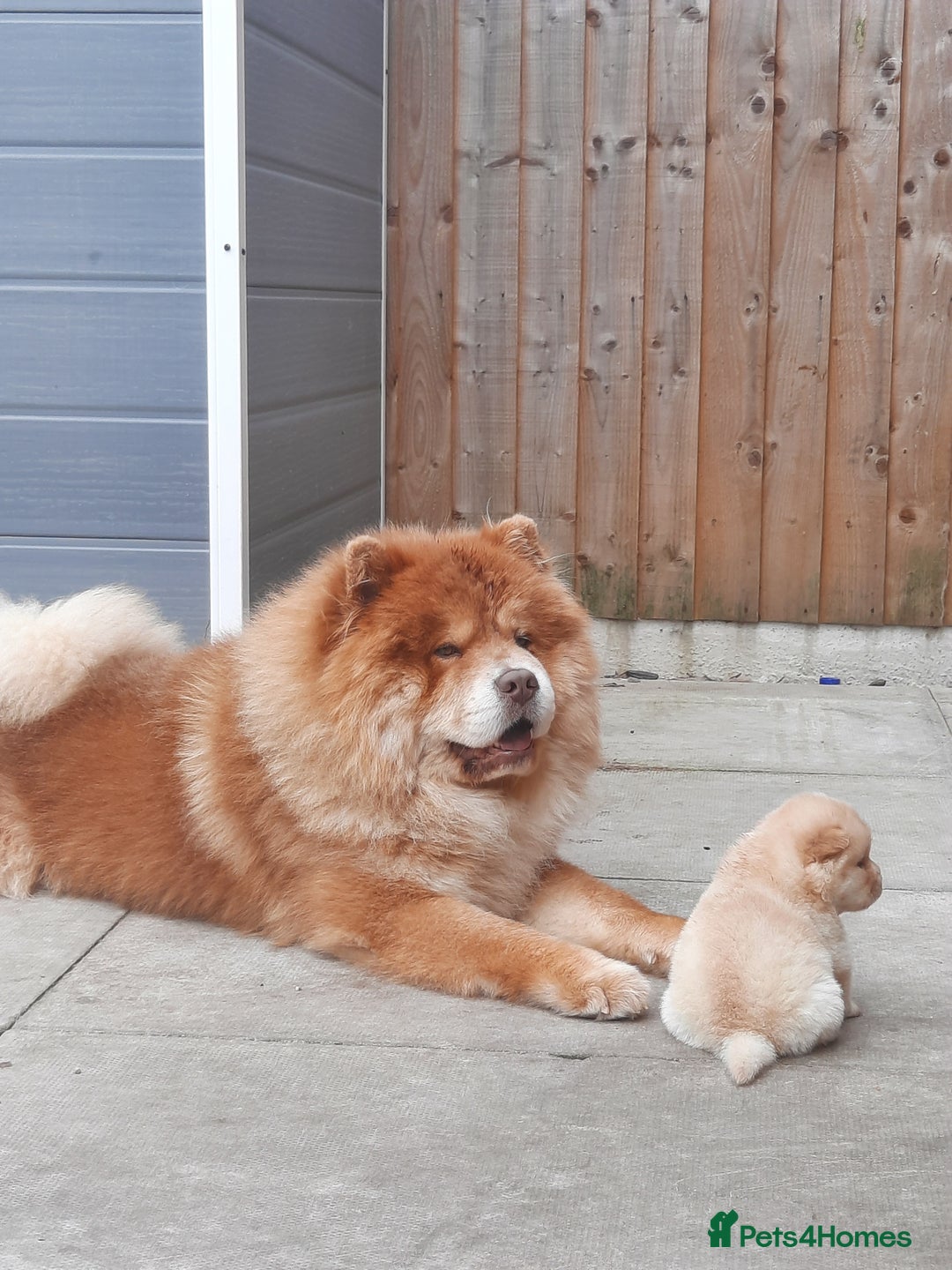 Chow Chow dogs for sale: Chow chow puppies for sale - Image 8
