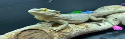 Bearded Dragon reptiles for sale: Buggzy - Advert 7