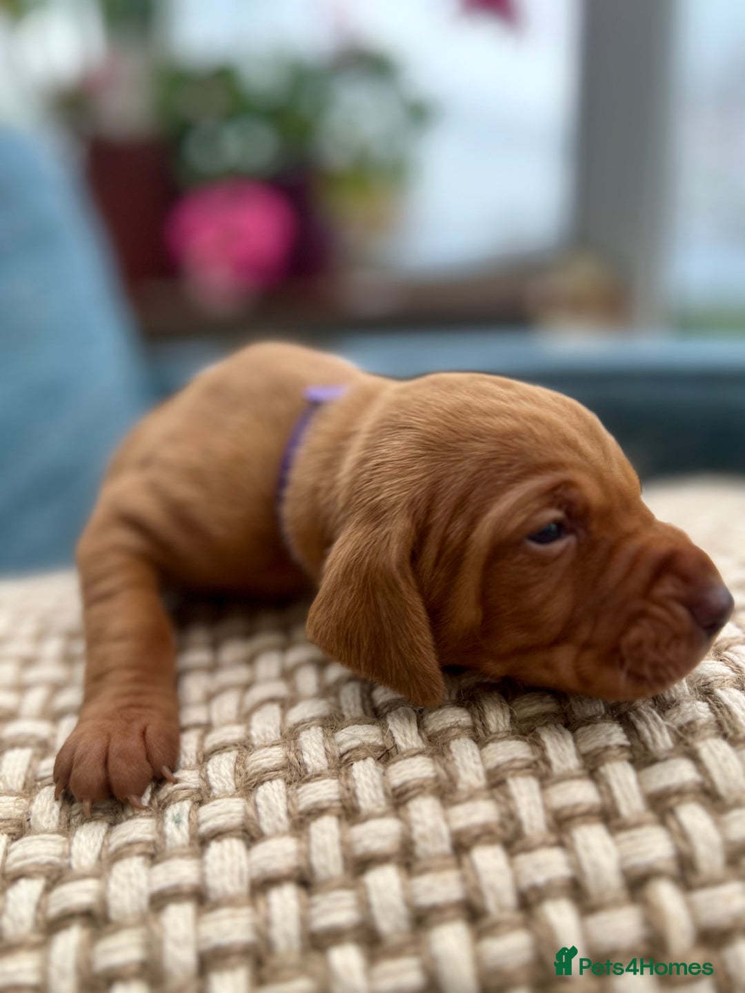 Hungarian Vizsla dogs for sale: Hungarian Vizsla Puppies  - Image 7