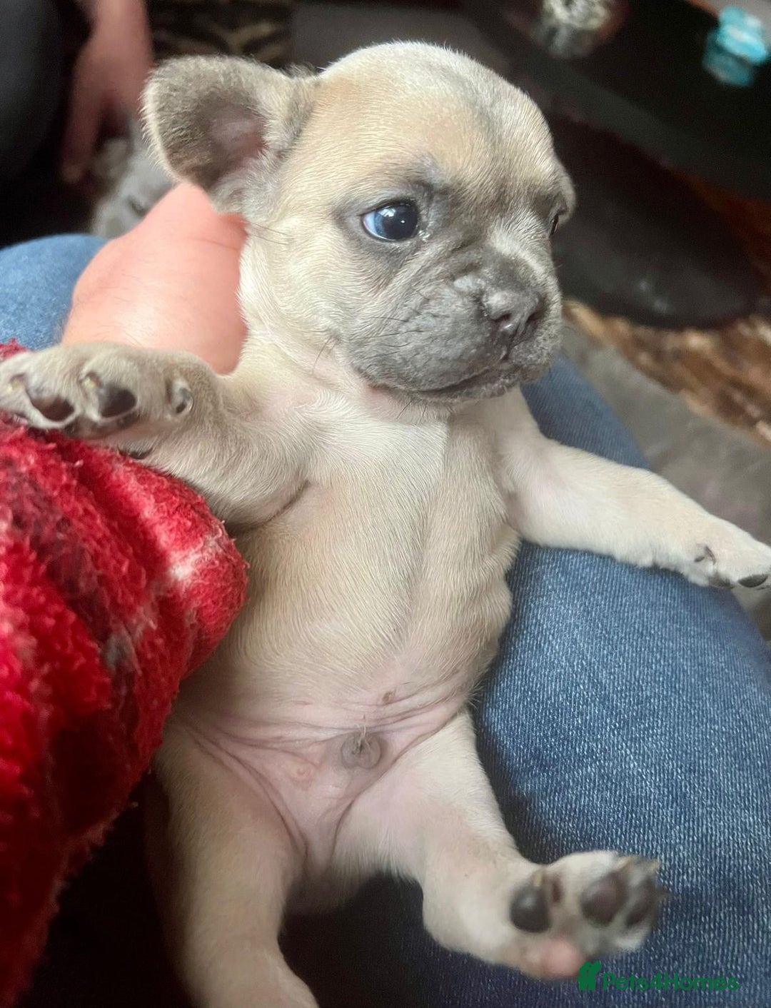 French Bulldog dogs for sale: French Bulldog Puppies for sale - Advert 3