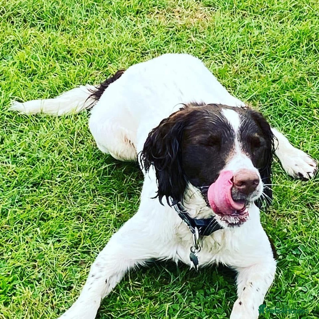 English Springer Spaniel dogs for sale: English springer spaniel  - Image 3