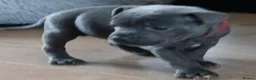 Staffordshire Bull Terrier dogs for sale: Blue Staffordshire bull terriers  - Advert 13