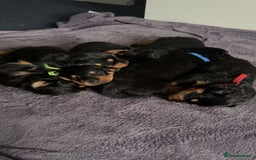 Rottweiler dogs for sale: Gorgeous Rottweiler puppies - Advert 3