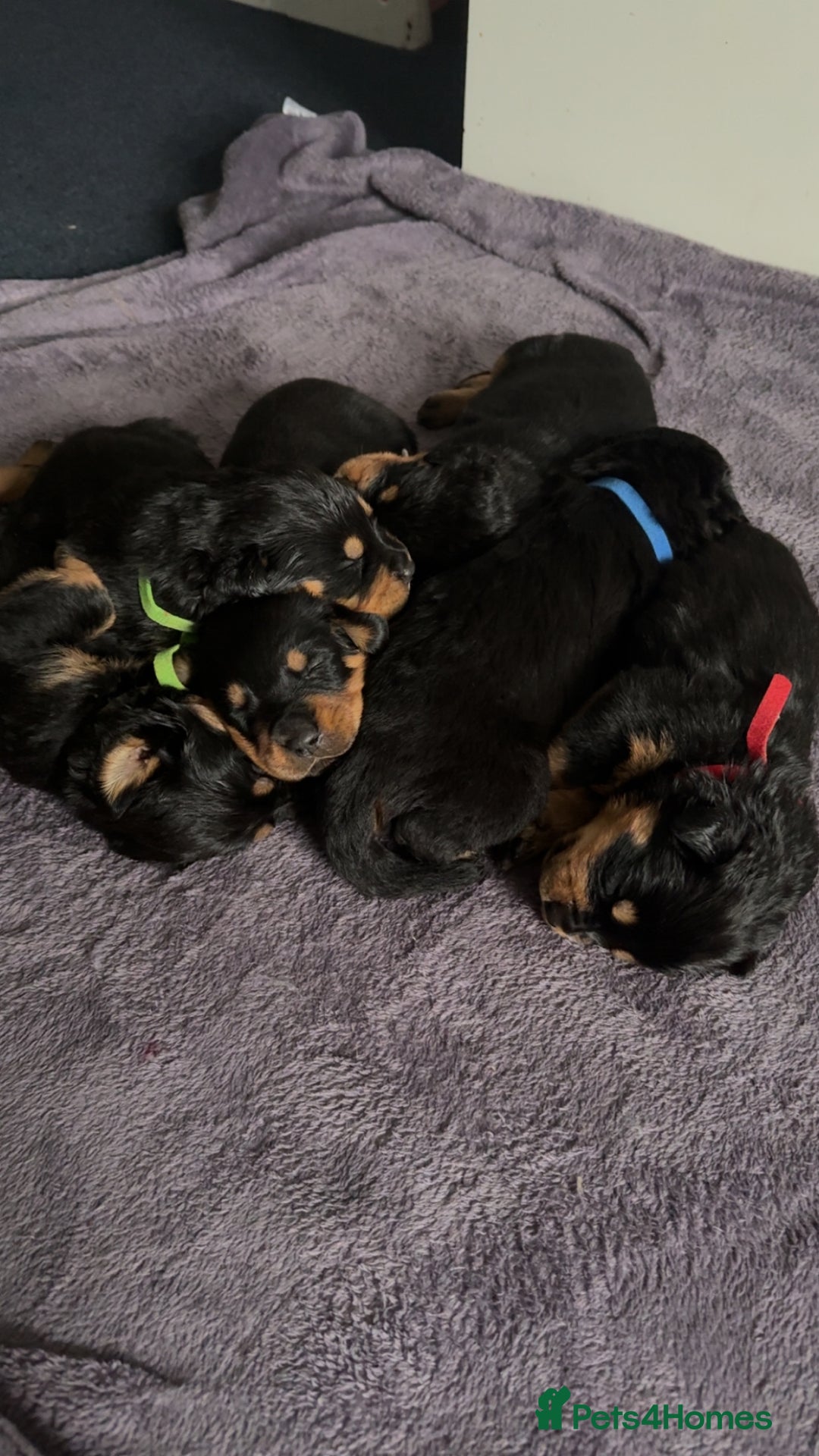 Rottweiler dogs for sale: Gorgeous Rottweiler puppies - Advert 3