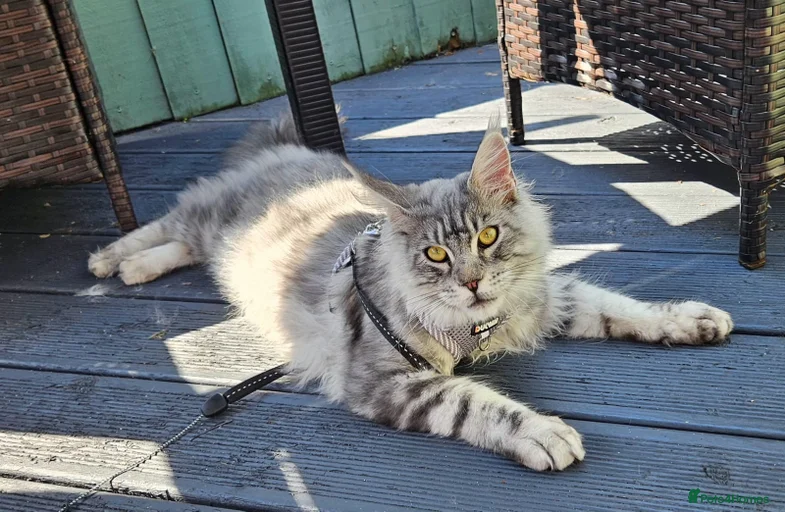 Gallery Image {{count}}