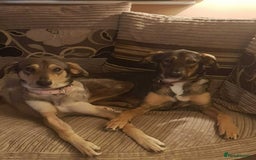 Mixed Breed dogs for adoption: MARGOT – 9 years old, Female, Mixed Breed - Image 5