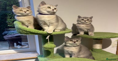 British Shorthair cats - Advert 16