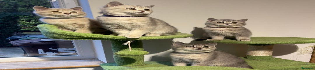 Kitten Three