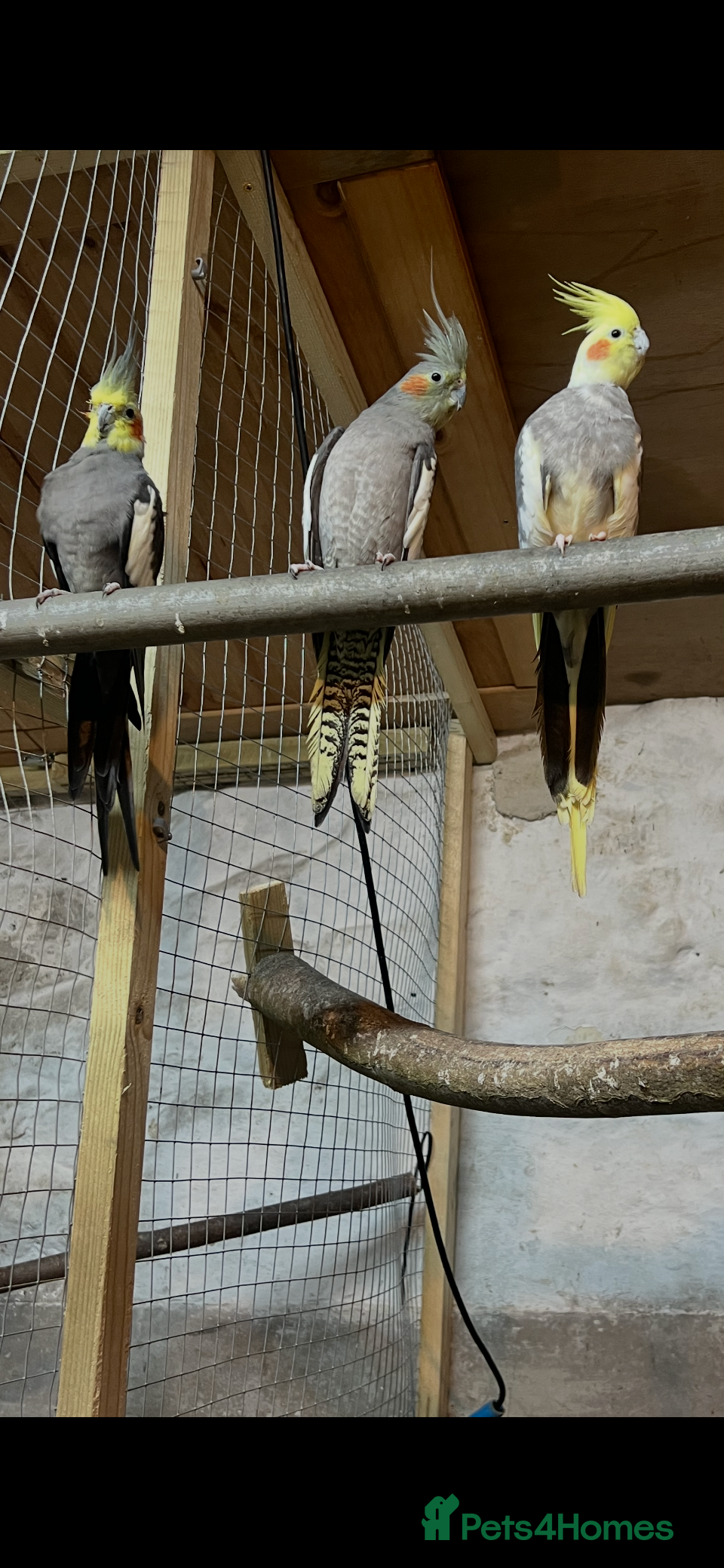 Cockatiels birds Cockatiels  - Advert 1