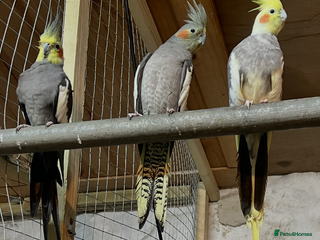 Cockatiels birds Cockatiels - Advert 1