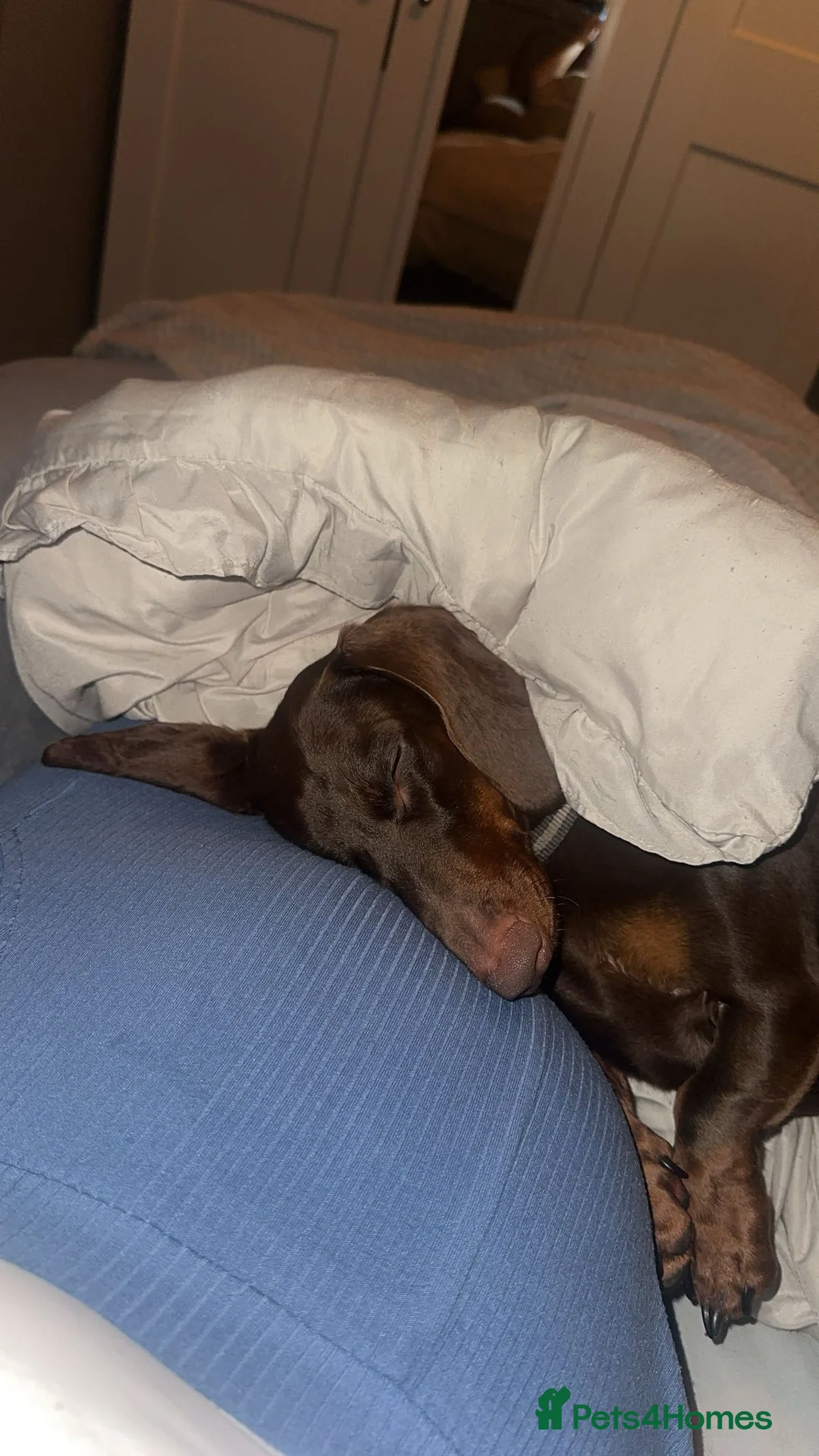 Dachshund dogs for sale: Male dachshund for sale  - Advert 2