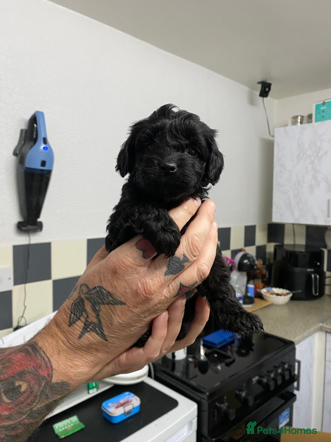 Labradoodle dogs for sale: Toy adorable Labradoodle DNA TESTED - Image 4