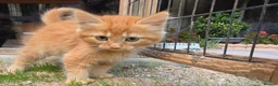 Persian cats for sale: Lovely half persian kitten - Advert 36