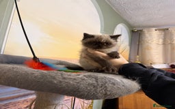 Exotic cats for sale: Exotic  - Advert 5