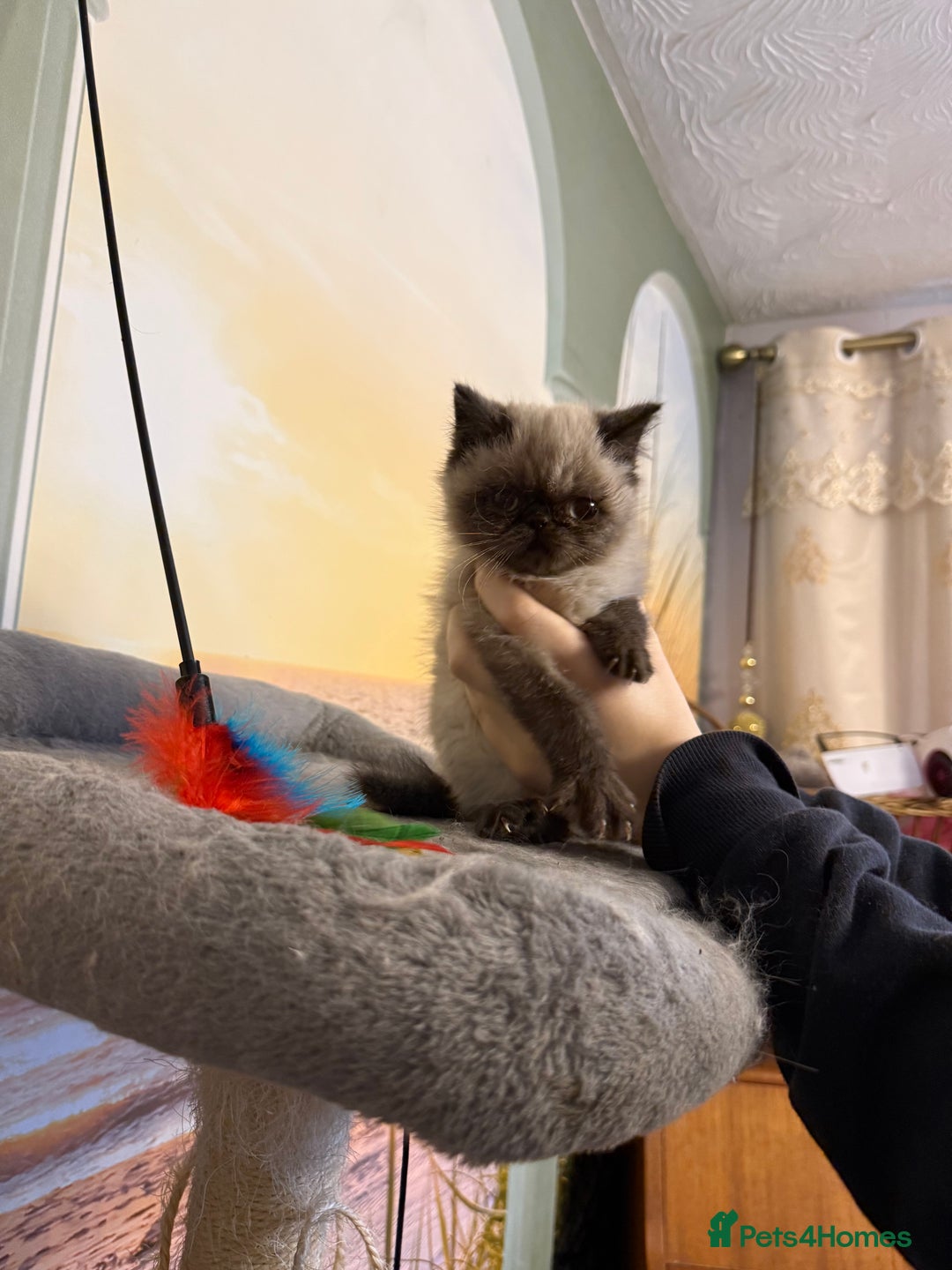 Exotic cats for sale: Exotic  - Advert 5