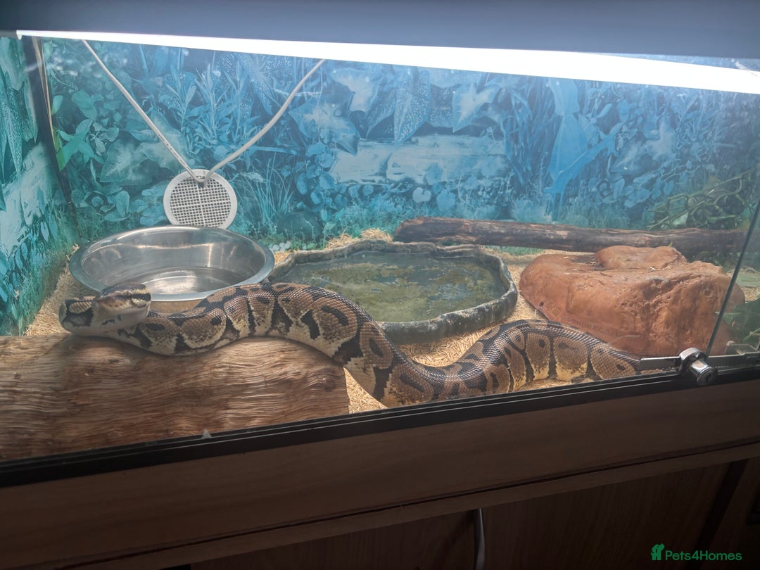 Python Snake reptiles for sale: 6 Year Old Royal Python Female  - Image 1