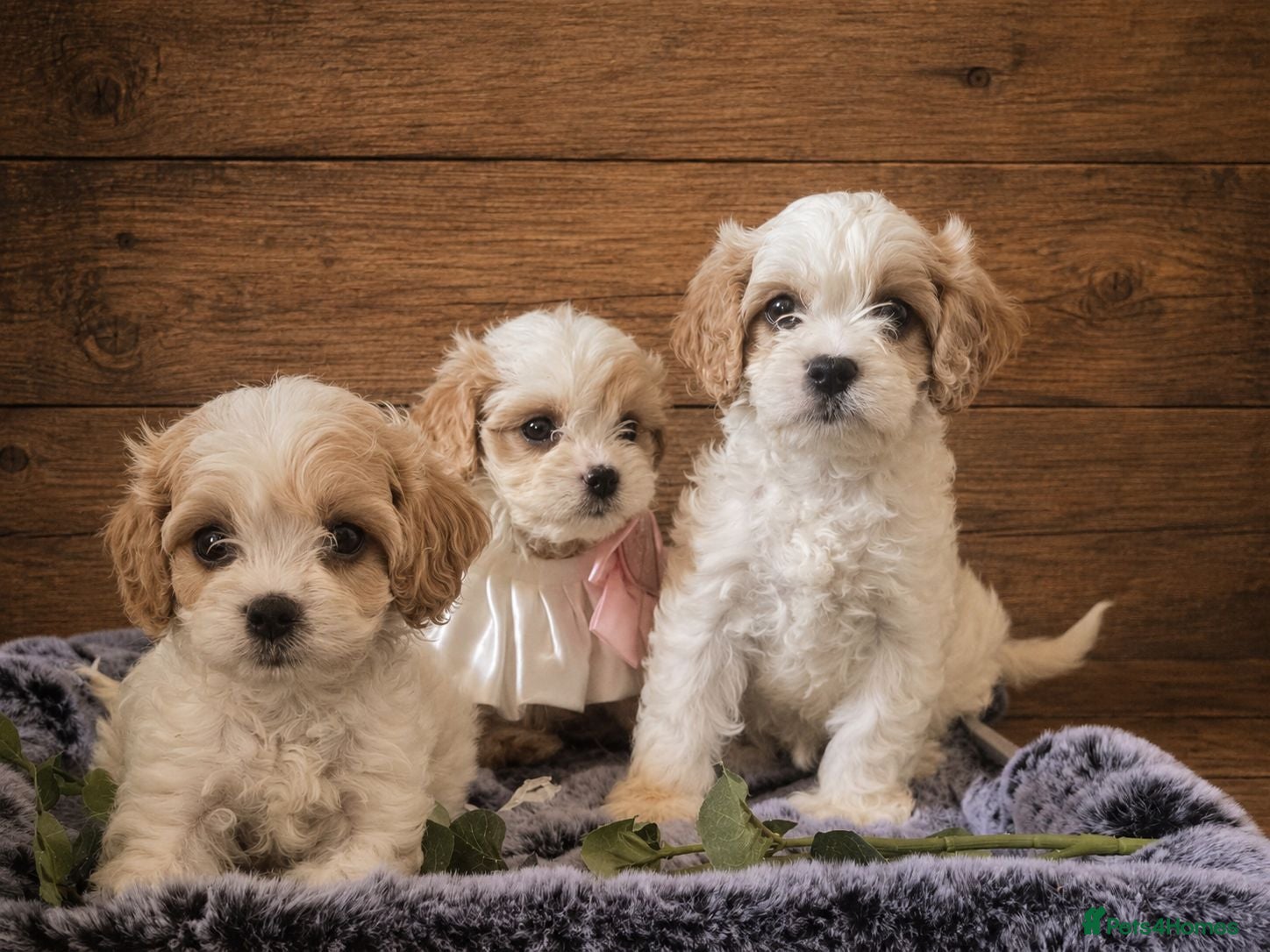 Cavapoochon dogs Extensively Health tested Ready to leave now 💕 - Advert 2