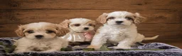 Cavapoochon dogs for sale: Extensively Health tested Ready to leave now 💕 - Advert 1