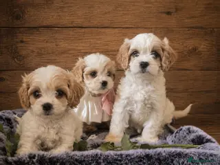Cavapoochon dogs Extensively Health tested Ready to leave now 💕 - Advert 11