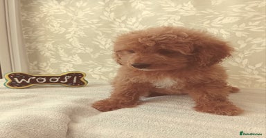 Cavapoo dogs - Advert 2