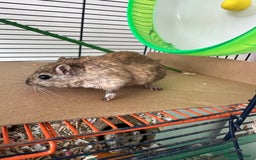 Gerbil rodents for sale: 2 Female Gerbils for rehoming.  - Image 6