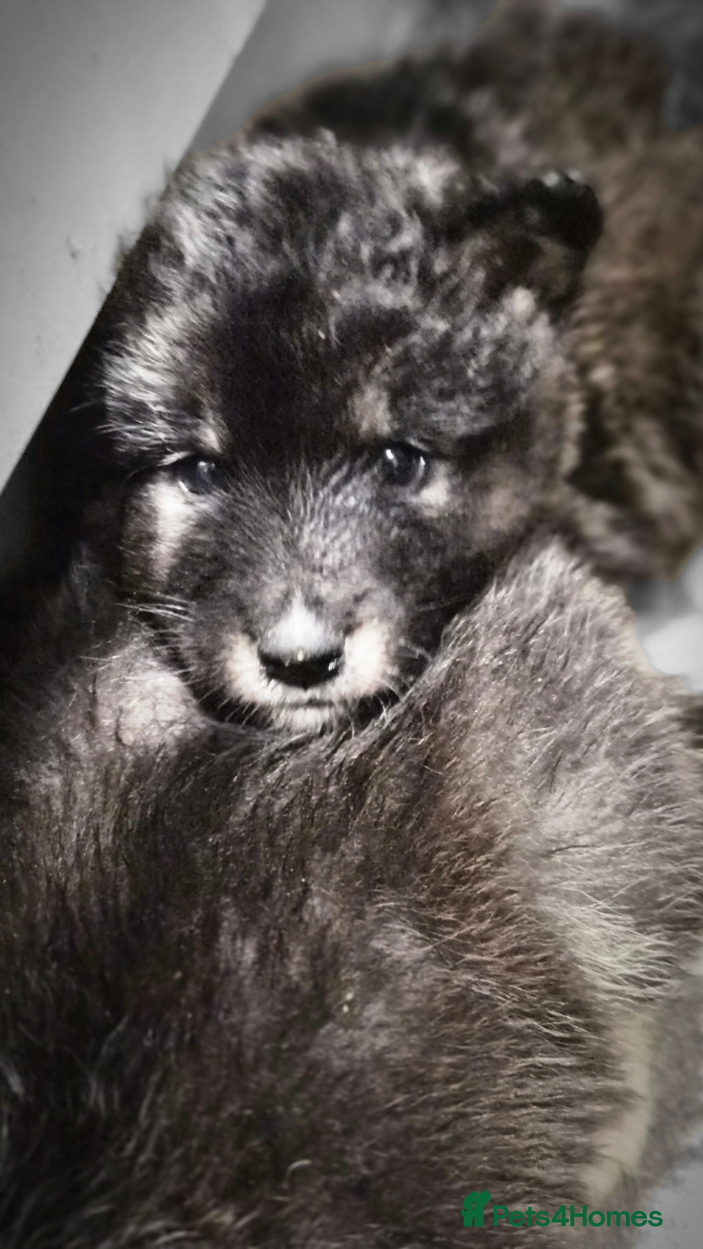 Mixed Breed dogs GOING FAST FLUFFY Samoyed x German Shepherd Pups - Advert 1