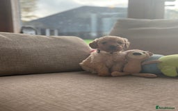 Cockapoo dogs for sale: Teddy bear cute Tiny Cockapoos  - Advert 16