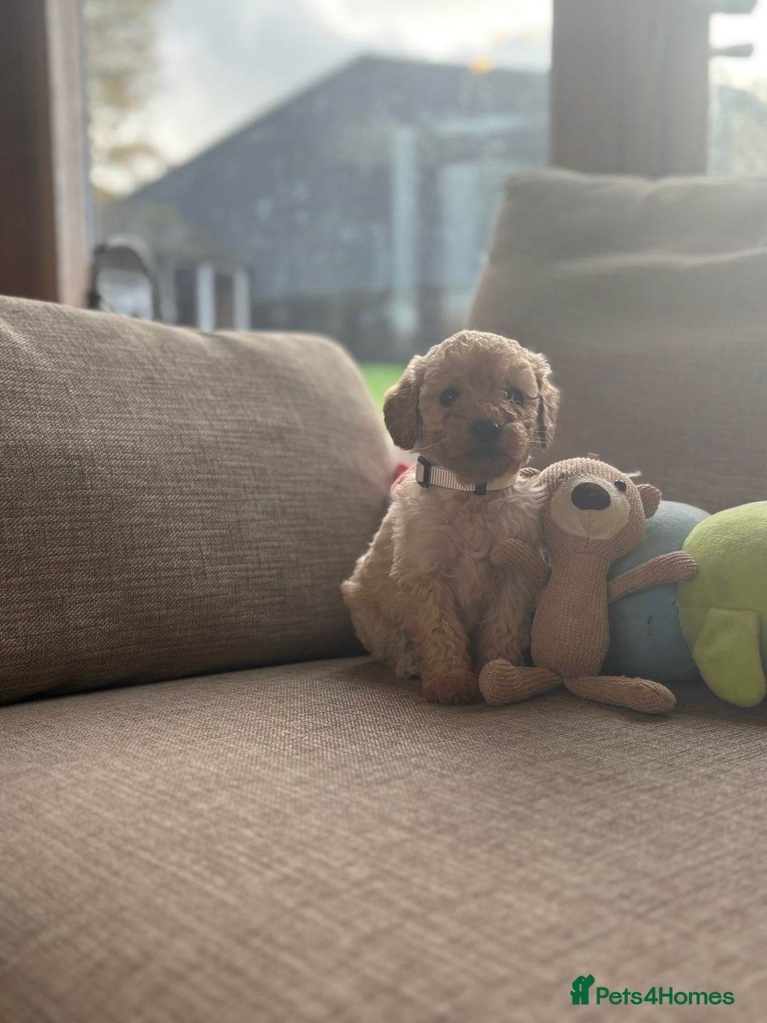 Cockapoo dogs for sale: Teddy bear cute Tiny Cockapoos  - Advert 16