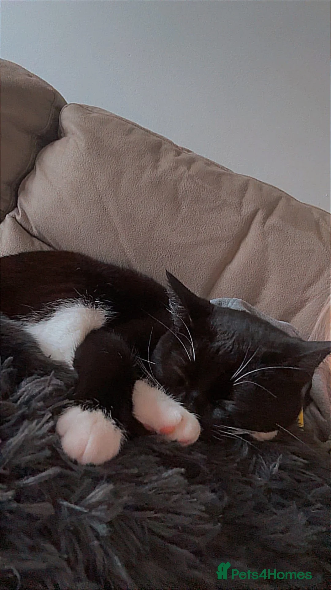 Mixed Breed cats for sale: Oreo 1 year old in Stoke-on-Trent - Advert 4