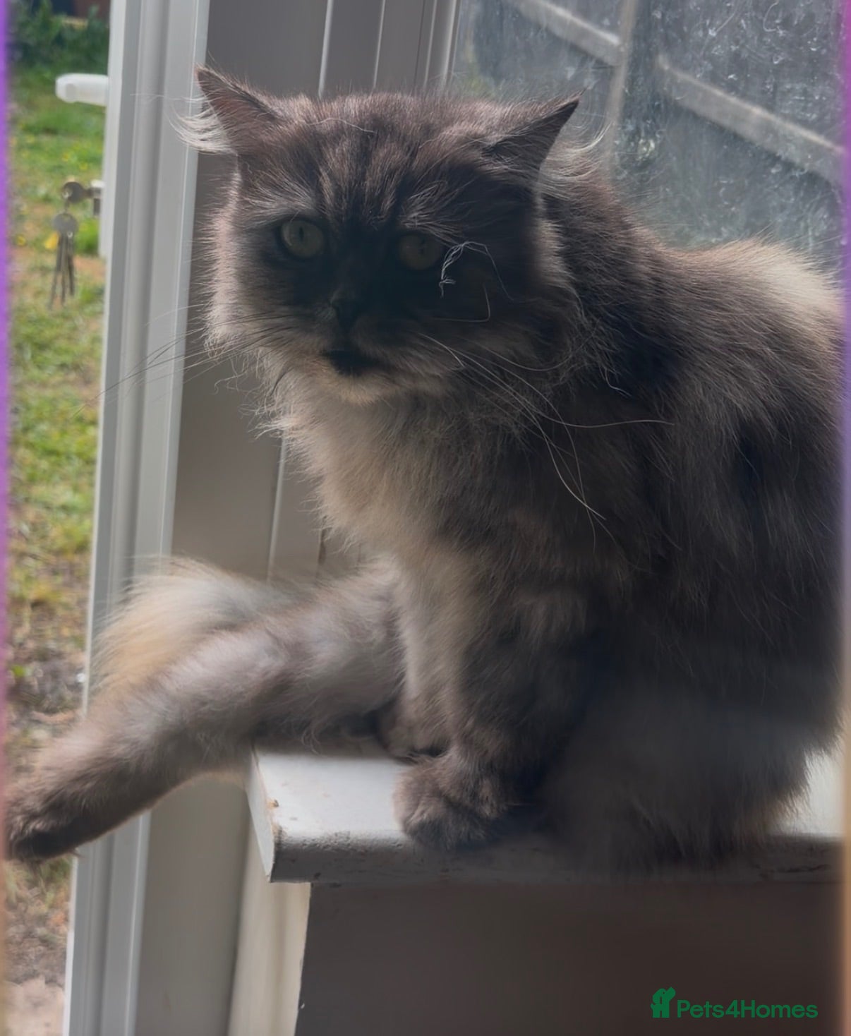 Persian cats Beautiful Half ragdoll and half Persian cat  - Advert 1