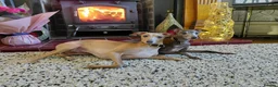 Italian Greyhound dogs for sale: 🐾 Italian Greyhound Puppies for Sale 🐾 - Advert 25