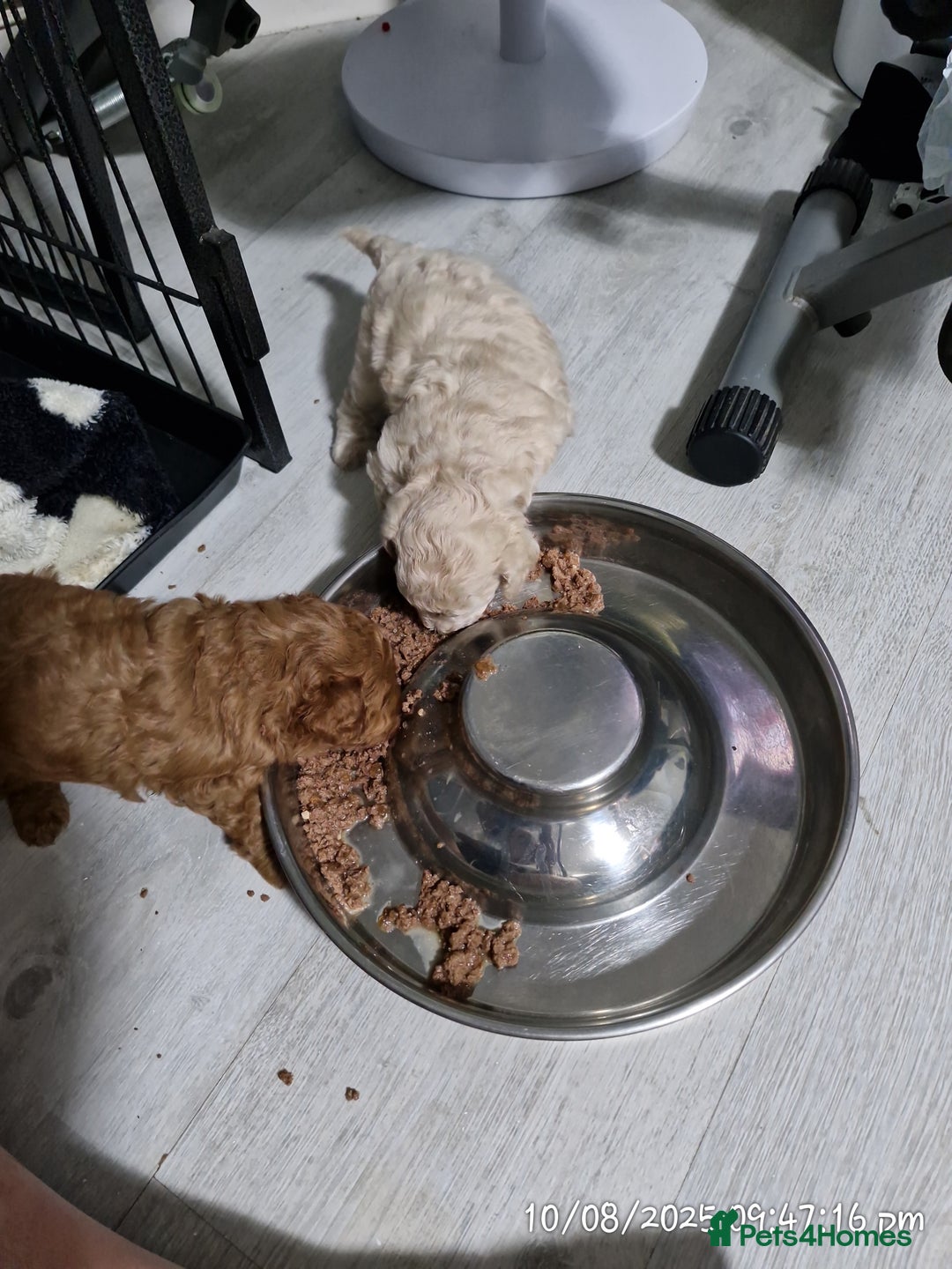 Poochon dogs for sale: Two gorgeous Poochon puppies - Image 13
