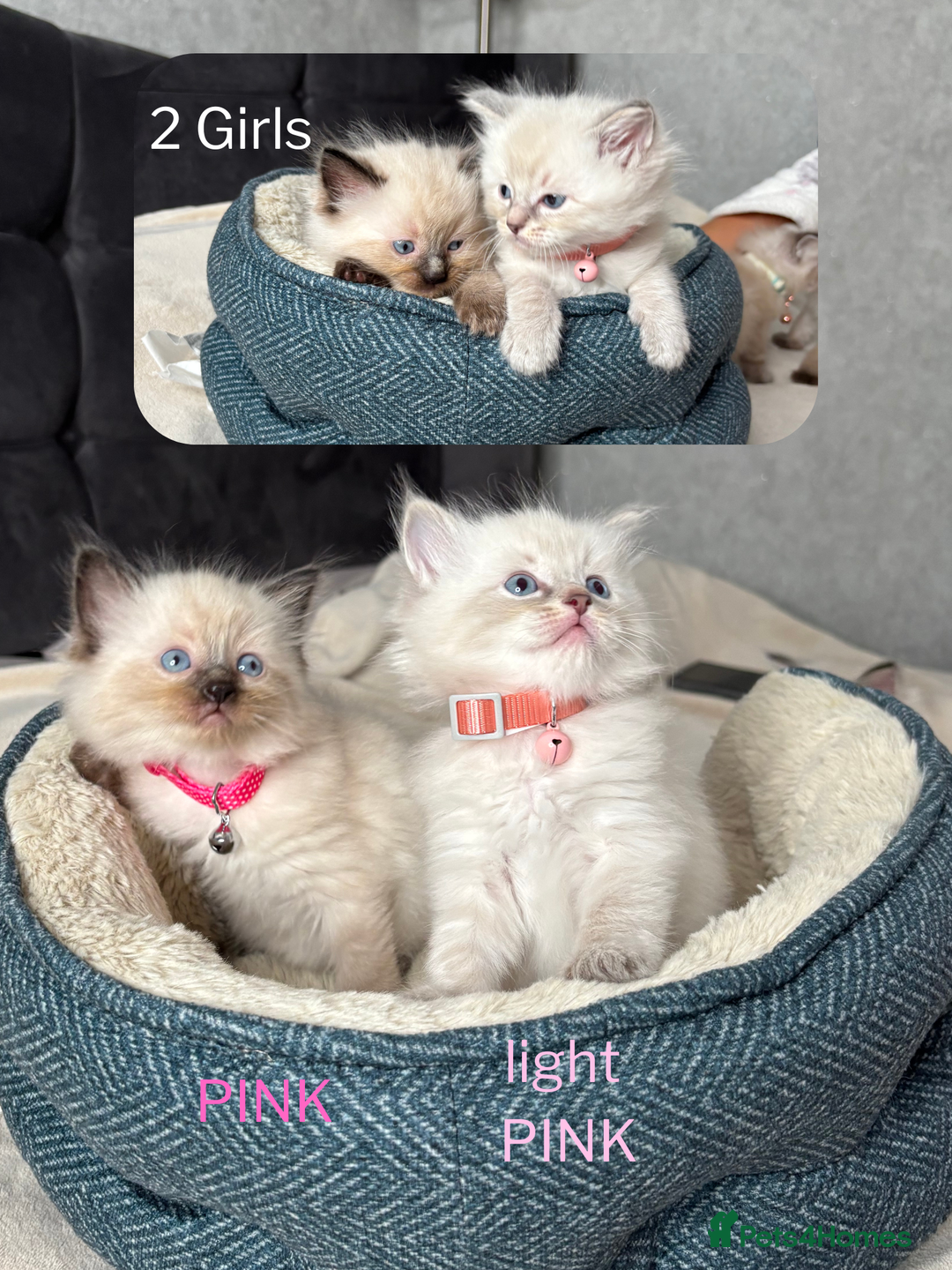 Ragdoll cats for sale: 6 beautiful PURE ragdolls - Image 5