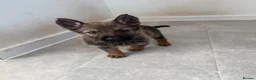 German Shepherd dogs for sale: German Shepherd Puppies – Girl and Boy Available - Advert 2