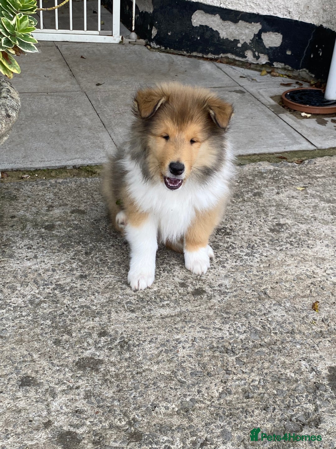 Rough Collie dogs for sale: ROUGH COLLIE SABLE AND WHITE PUPPIES - Image 8