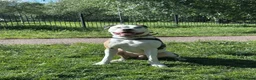 Mixed Breed dogs for sale: American bulldog x English bull terrier  - Advert 5