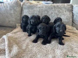 Cockapoo dogs CURLY F1 COCKERPOO - Advert 2