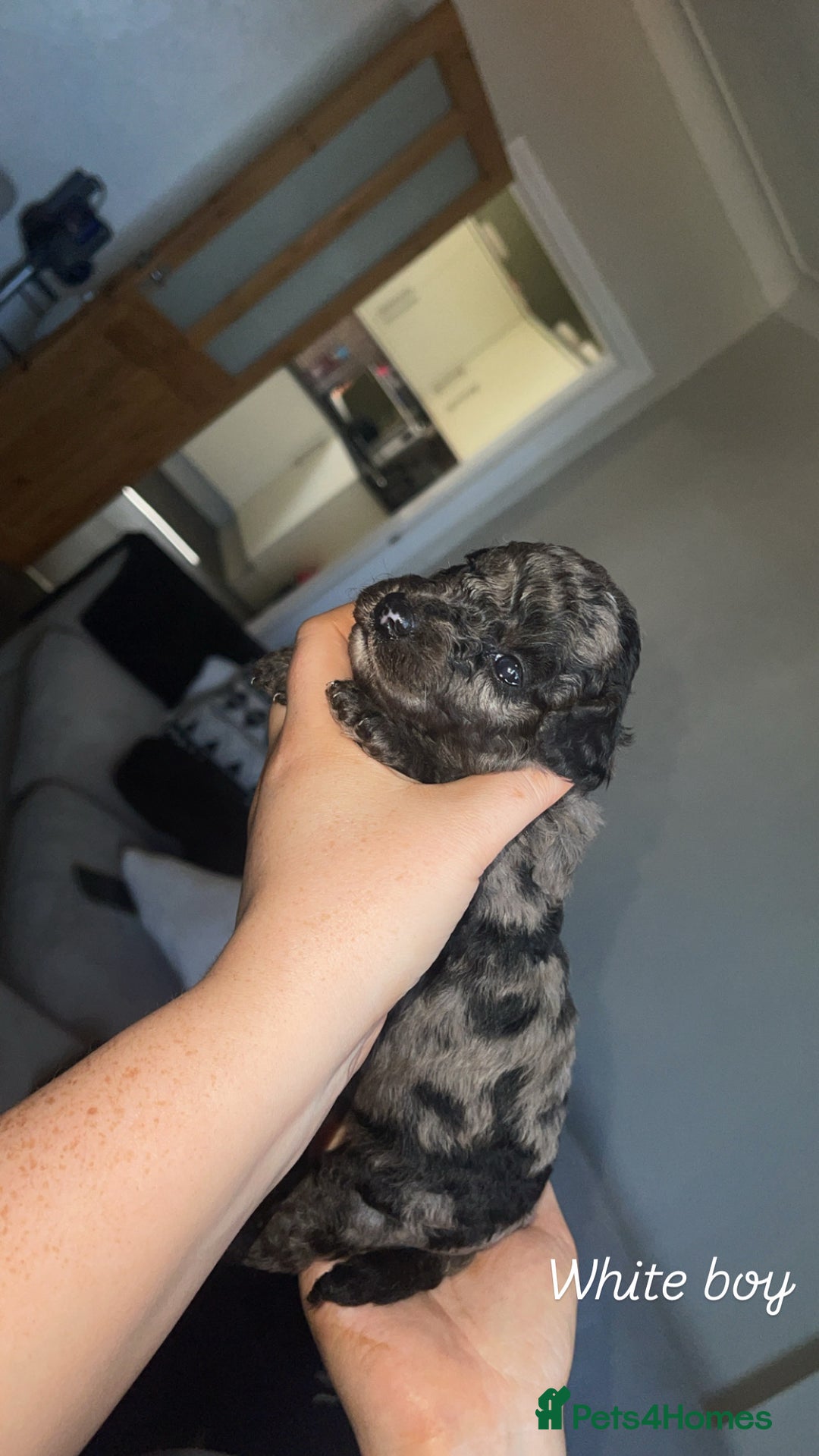 Mixed Breed dogs for sale: Cavapoochon X cockapoo - Image 11