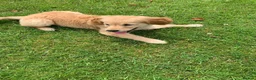 Golden Retriever dogs for sale: GOLDEN RETRIEVER PUPPY GIRL - Advert 2