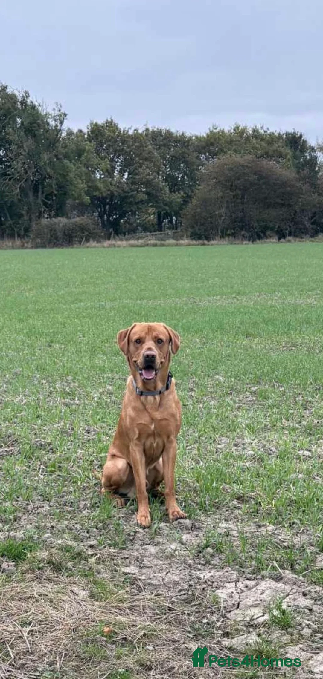 Labrador Retriever dogs for stud: KC registered and fully health checked  - Advert 5