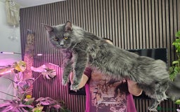 Maine Coon cats for sale: Pure Breed Maine Coon  - Image 11