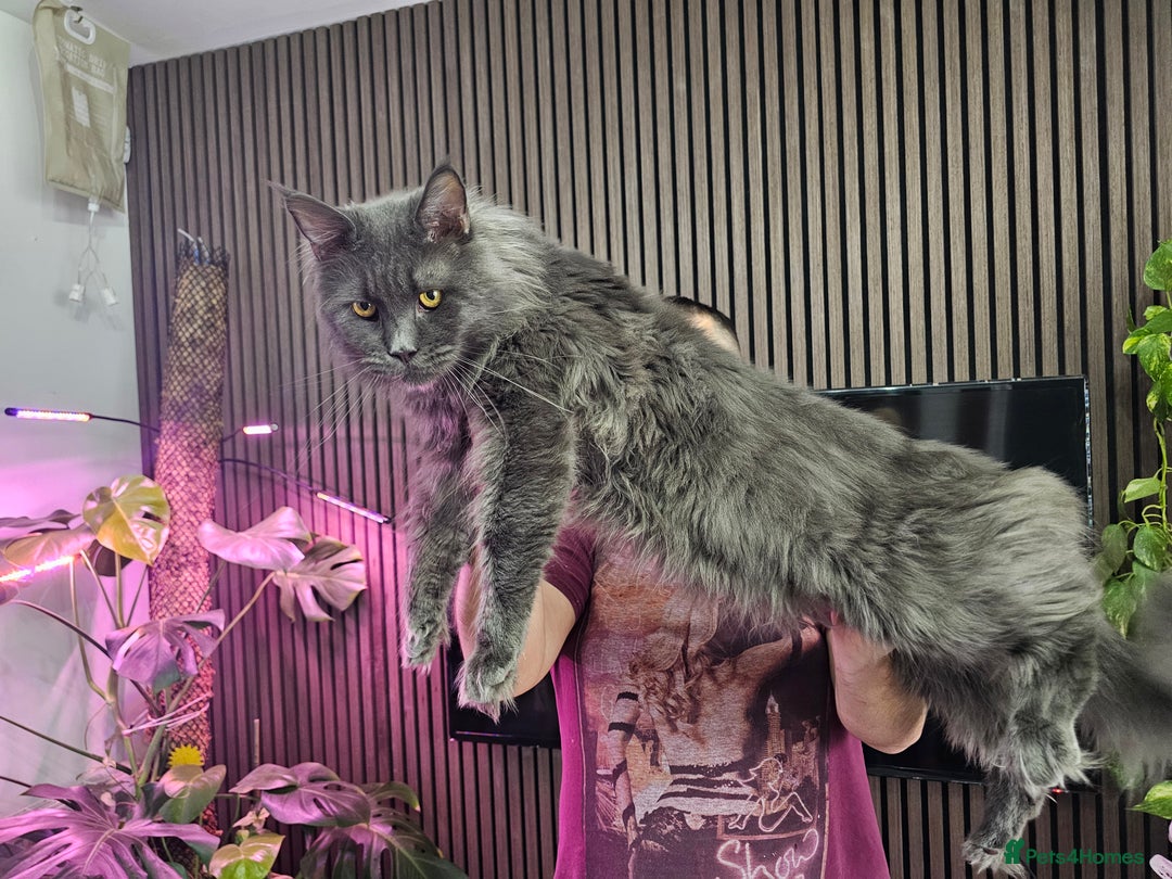 Maine Coon cats for sale: Pure Breed Maine Coon  - Image 11